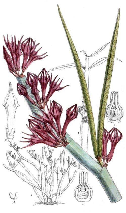 Elegante Ceropegia fusca plant met donkergroene bladeren en unieke bloemen.