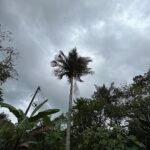 Ceroxylon palmboom met groene bladeren en lange stam.