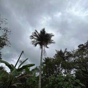 Ceroxylon palmboom met groene bladeren en lange stam.