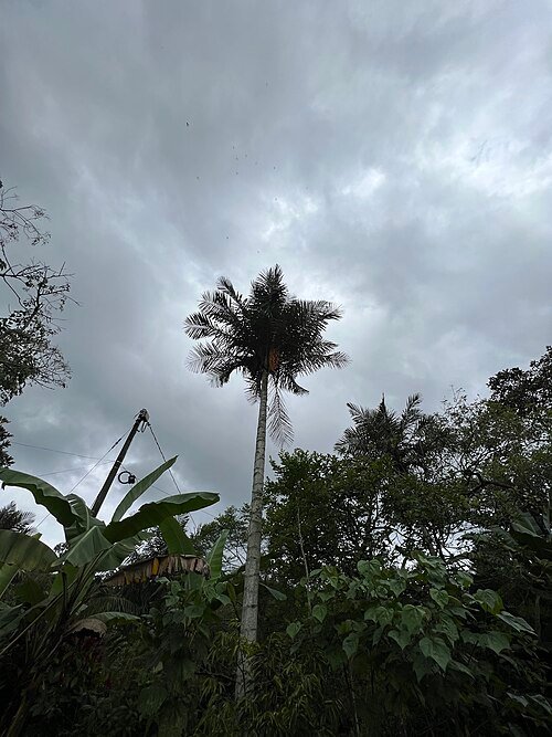 Ceroxylon palmboom met groene bladeren en lange stam.