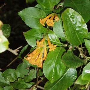 Oranje bloem van Cestrum aurantiacum plant op een witte achtergrond.