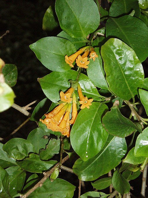 Oranje bloem van Cestrum aurantiacum plant op een witte achtergrond.