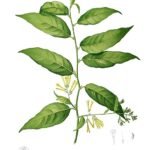 Nachtbloeiende jasmijnbloem met witte bloemblaadjes en groene bladeren.