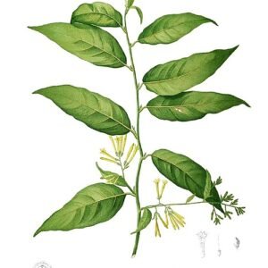 Nachtbloeiende jasmijnbloem met witte bloemblaadjes en groene bladeren.