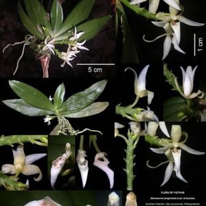 Gele Chamaeanthus longicheila bloem met groene bladeren op neutrale achtergrond.