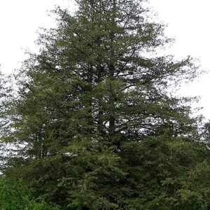 Chamaecyparis pisifera in close-up, showcasing its unique foliage structure in Dutch.