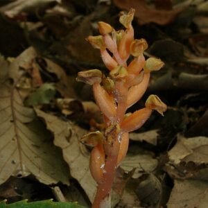 Purple Chamaegastrodia flower on green leaves in sunlight.
