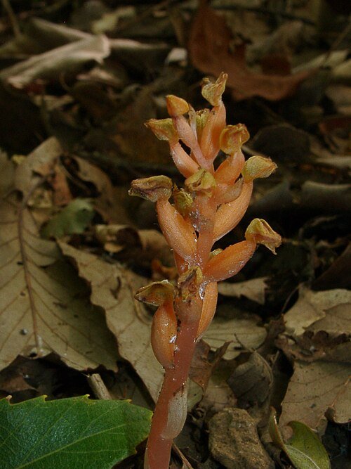 Purple Chamaegastrodia flower on green leaves in sunlight.