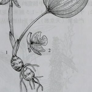 Bloeiende Changnienia amoena plant met paarse bloemen in pot.