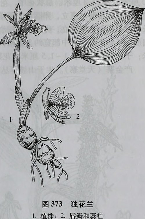 Bloeiende Changnienia amoena plant met paarse bloemen in pot.