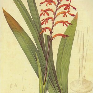 Chasmanthe bloemen in lila en oranje kleuren.