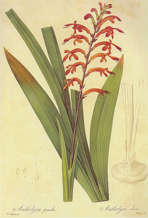 Chasmanthe bloemen in lila en oranje kleuren.