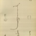 Cheirostylis orchidee met paarse en gele bloemen op contrastrijke achtergrond.