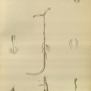 Cheirostylis orchidee met paarse en gele bloemen op contrastrijke achtergrond.