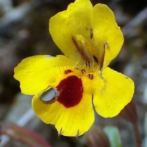 Bloemen van Erythranthe alsinoides met trips op bladeren.