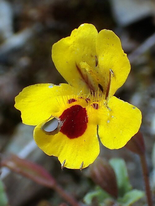 Bloemen van Erythranthe alsinoides met trips op bladeren.