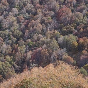 Nothofagus macrocarpa bos in Chili, Cerro El Roble.