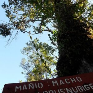 Podocarpus nubigenus boom met groene naaldbladeren en bruine schors.