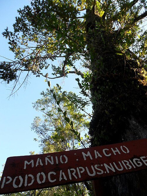 Podocarpus nubigenus boom met groene naaldbladeren en bruine schors.