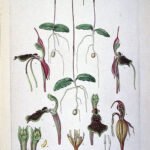 Illustratie van Chiloglottis diphylla bloem uit Illustrationes Florae Novae Hollandiae.