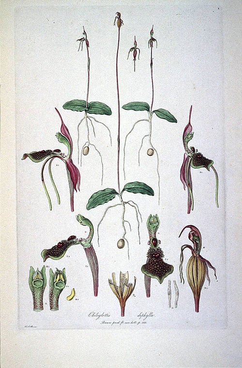 Illustratie van Chiloglottis diphylla bloem uit Illustrationes Florae Novae Hollandiae.