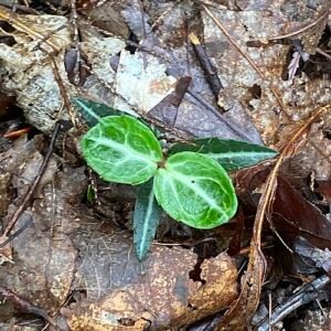 Chimaphila maculata plant met groene bladeren en witte bloemen op bosgrond.