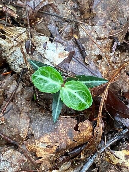 Chimaphila maculata plant met groene bladeren en witte bloemen op bosgrond.