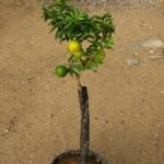 Citrus myrtifolia, Chinotto di Savona fruit op een witte achtergrond.