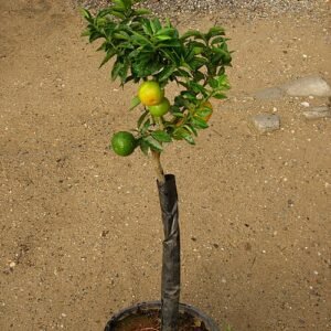 Citrus myrtifolia, Chinotto di Savona fruit op een witte achtergrond.