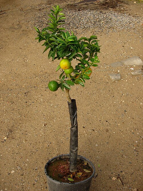 Citrus myrtifolia, Chinotto di Savona fruit op een witte achtergrond.