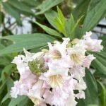 Bloeiende Chitalpa bloem in roze en wit.