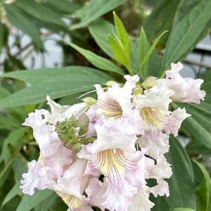 Bloeiende Chitalpa bloem in roze en wit.