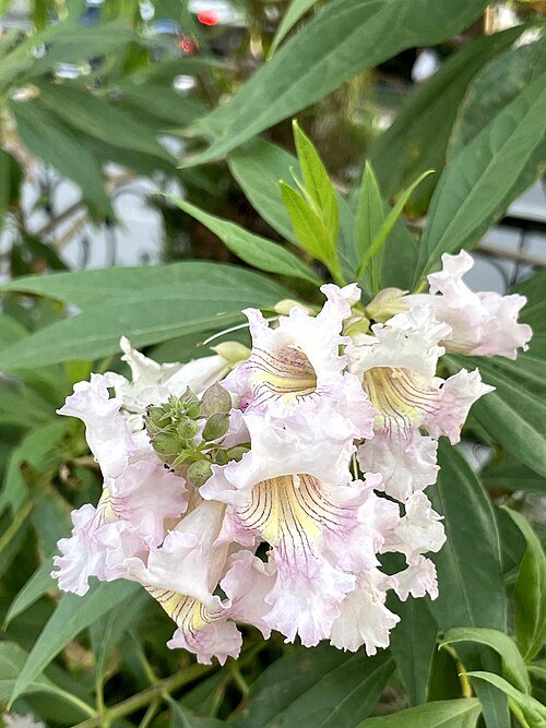 Bloeiende Chitalpa bloem in roze en wit.