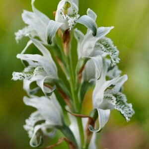 Bright yellow Chloraea volkmannii orchid in full bloom.