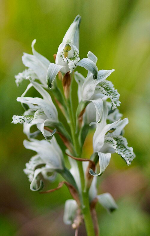 Bright yellow Chloraea volkmannii orchid in full bloom.