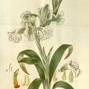 Chloraea bletioides orchidee bloem in wit en geel met groene bladeren op botanische illustratie.