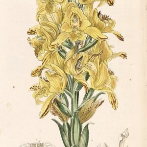 Chloraea piquichen orchidee bloem met groene en gele bloemblaadjes in close-up.