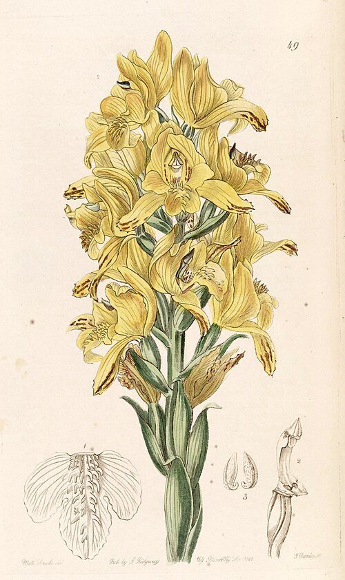 Chloraea piquichen orchidee bloem met groene en gele bloemblaadjes in close-up.