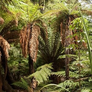Dicksonia squarrosa boomvaren in Christchurch Botanic Gardens, Nieuw-Zeeland.