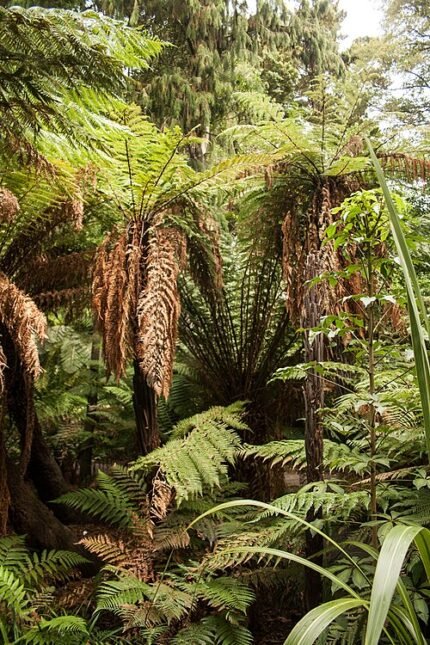 Dicksonia squarrosa boomvaren in Christchurch Botanic Gardens, Nieuw-Zeeland.