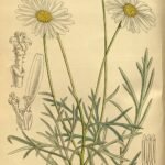 Gele Argyranthemum foeniculaceum bloem in close-upweergave