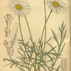 Gele Argyranthemum foeniculaceum bloem in close-upweergave