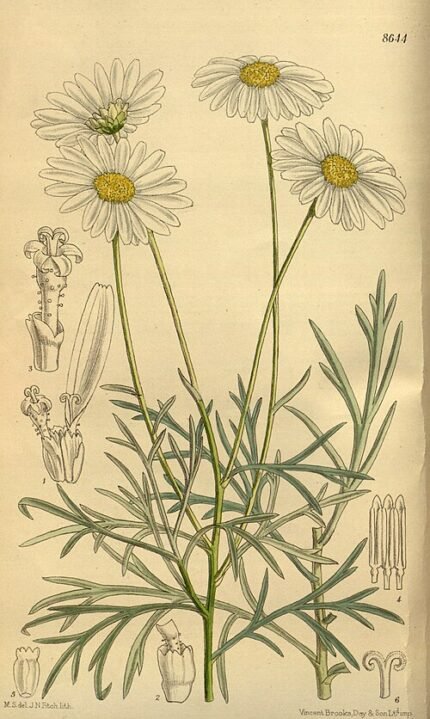 Gele Argyranthemum foeniculaceum bloem in close-upweergave