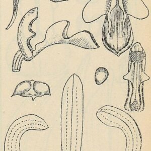 Chrysoglossum orchidee met gele bloemen en groene bladeren op botanische illustratie.