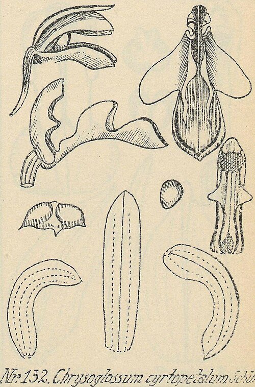 Chrysoglossum orchidee met gele bloemen en groene bladeren op botanische illustratie.