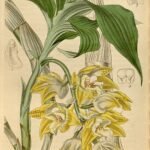 Yellow Chysis aurea orchid blooms on wooden background.
