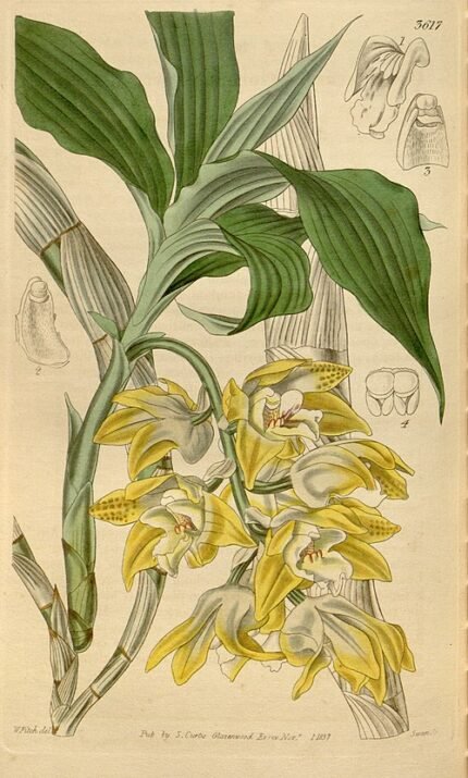 Yellow Chysis aurea orchid blooms on wooden background.