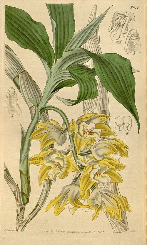 Yellow Chysis aurea orchid blooms on wooden background.