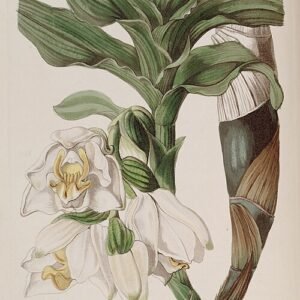 Chysis bractescens orchidee met witte bloemen en groene bladeren.