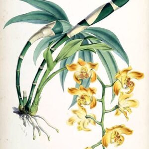 Elegante witte Chysis orchidee met groene bladeren.